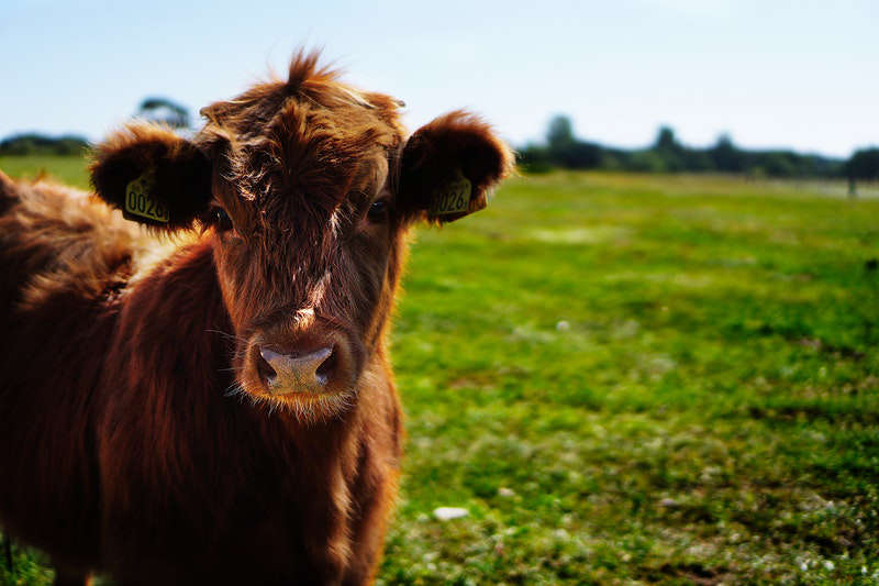 livestock-bloodstock-insurance Livestock & Bloodstock Insurance